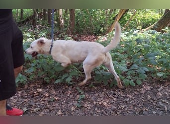 Labrador Mischling Mimi