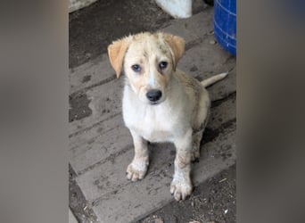 Familie gesucht für SUNNY