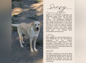 Familie gesucht für SUNNY