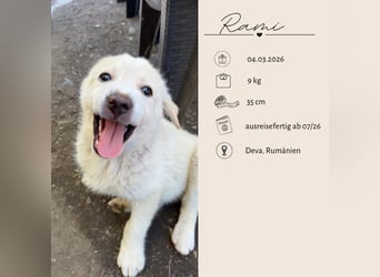 Ein Zuhause für RAMI