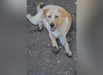 Familie gesucht für SUNNY
