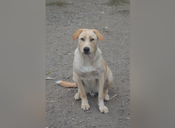 Familie gesucht für SUNNY
