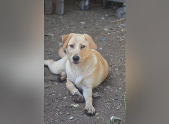 Familie gesucht für SUNNY
