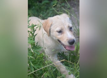 Familie gesucht für SUNNY