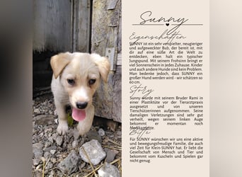 Familie gesucht für SUNNY