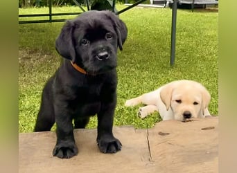 Schwarze Labrador Hündin sucht liebevolles zu Hause/ aus LCD/VDH-Zucht (Erfurt)