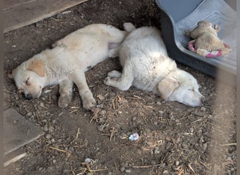 Familie gesucht für SUNNY