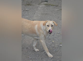 Familie gesucht für SUNNY