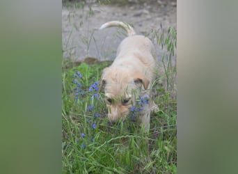 Familie gesucht für SUNNY