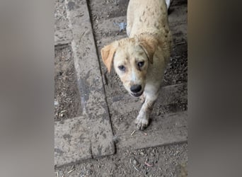Familie gesucht für SUNNY