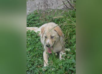 Familie gesucht für SUNNY