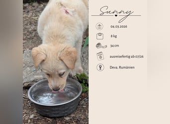 Familie gesucht für SUNNY