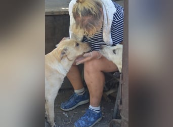 Familie gesucht für SUNNY
