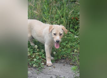 Familie gesucht für SUNNY