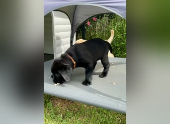 Schwarze Labrador Hündin sucht liebevolles zu Hause/ aus LCD/VDH-Zucht (Erfurt)