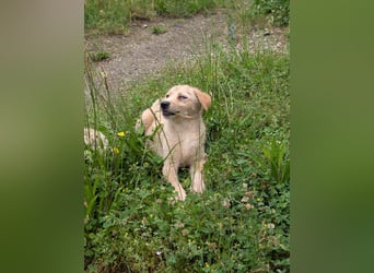 Familie gesucht für SUNNY