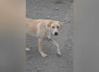 Familie gesucht für SUNNY