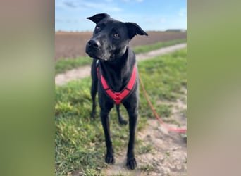 ❤️ Sunny Pflegefamilie 41812 Erkelenz