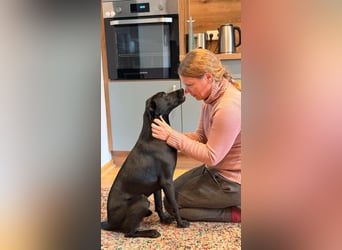 ❤️ Sunny Pflegefamilie 41812 Erkelenz