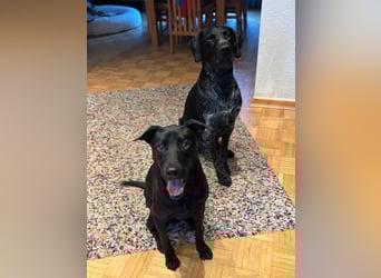 ❤️ Sunny Pflegefamilie 41812 Erkelenz