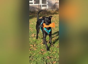 ❤️ Sunny Pflegefamilie 41812 Erkelenz