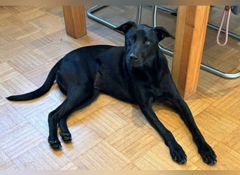 ❤️ Sunny Pflegefamilie 41812 Erkelenz