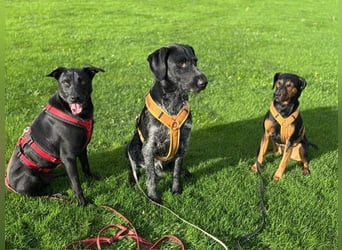 ❤️ Sunny Pflegefamilie 41812 Erkelenz