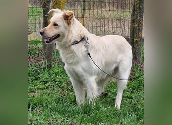 Herzensbrecher Szoren möchte ein Zuhause