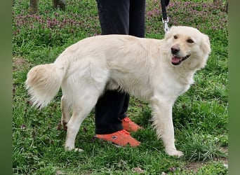 Herzensbrecher Szoren möchte ein Zuhause
