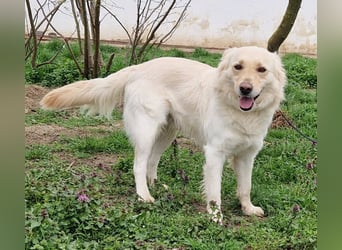 Herzensbrecher Szoren möchte ein Zuhause