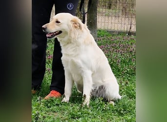 Herzensbrecher Szoren möchte ein Zuhause