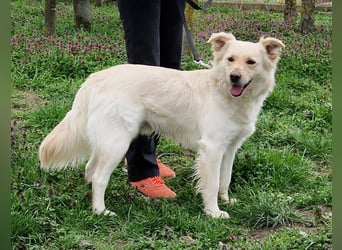 Herzensbrecher Szoren möchte ein Zuhause