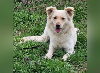 Herzensbrecher Szoren möchte ein Zuhause