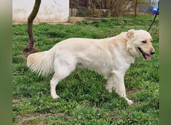 Herzensbrecher Szoren möchte ein Zuhause