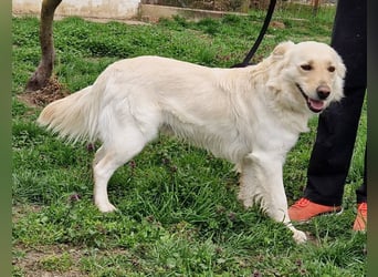 Herzensbrecher Szoren möchte ein Zuhause