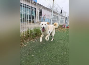Nabi die Familienhündin Retriever Mix aus 2023