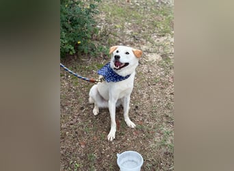 Nabi die Familienhündin Retriever Mix aus 2023