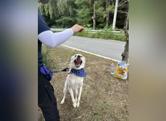 Nabi die Familienhündin Retriever Mix aus 2023