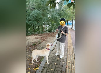 Nabi die Familienhündin Retriever Mix aus 2023
