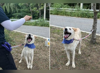 Nabi die Familienhündin Retriever Mix aus 2023