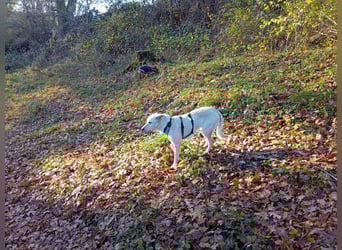 Diva - neugierig, verschmust und offen für ein neues Leben