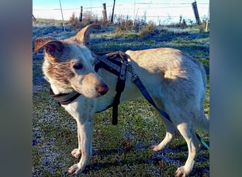 Diva - neugierig, verschmust und offen für ein neues Leben