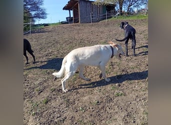 Diva - neugierig, verschmust und interessiert an einer festen Beziehung! Diva ist in De.