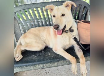 Diva - neugierig, verschmust und offen für ein neues Leben