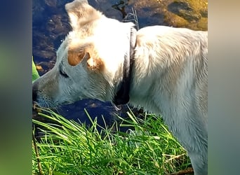 Diva - neugierig, verschmust und interessiert an einer festen Beziehung! Diva ist in De.