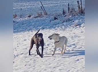 Diva - schon auf PS in De - neugierig, verschmust und offen für ein neues Leben