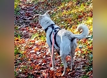 Diva - neugierig, verschmust und offen für ein neues Leben