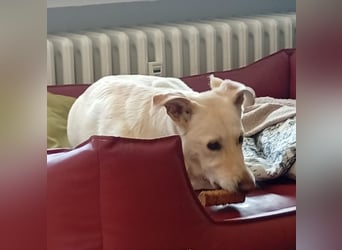 Diva - neugierig, verschmust und interessiert an einer festen Beziehung! Diva ist in De.