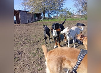 Diva - neugierig, verschmust und interessiert an einer festen Beziehung! Diva ist in De.