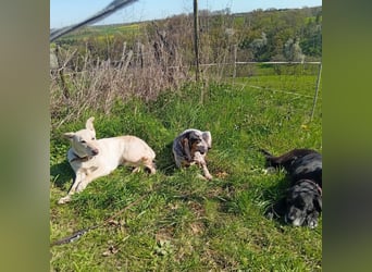 Diva - neugierig, verschmust und interessiert an einer festen Beziehung! Diva ist in De.